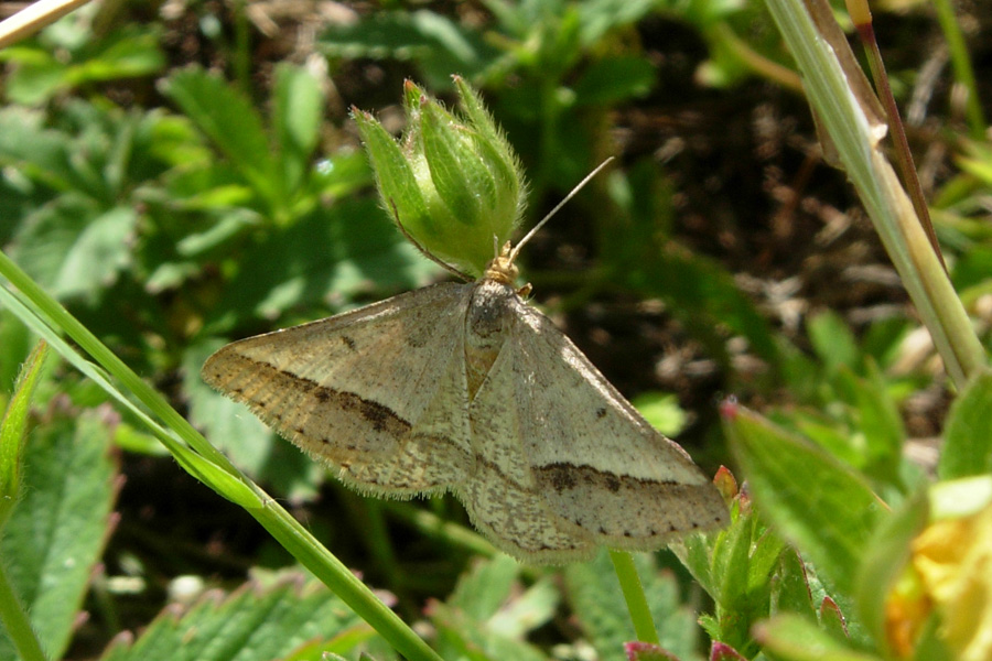 Geometridae s, no, forse.....